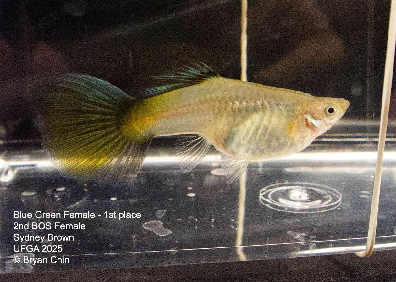 Guppy Female  Blue Green